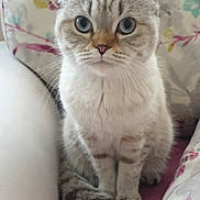 Mavi participe au concours pour gagner de l'argent avec cette photo : abyssinian, animal, architecture, armchair, blanket, building, cat, chair, couch, cushion, furniture, homedecor, indoors, kitten, linen, livingroom, manx, pet, room, siamese