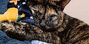 Sana a rejoint le concours — aidez-le/la à gagner de superbes lots ! animal, bed, blanket, cat, closeup, comfort, cozy, cute, feline, fur, indoor, paw, pet, relaxed, resting, sleepy, snuggle, soft, tortoiseshell, warm