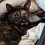 cat, tortoiseshell, pet, animal, feline, close_up, green_eyes, fur, whiskers, ears, blanket, soft, cozy, indoor, resting, cute, curious, relaxed, domestic, sleepy