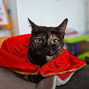 Sana participe au concours pour gagner de l'argent avec cette photo : cat, tortoiseshell_cat, green_eyes, red_cape, cape, blanket, indoor, pet, feline, portrait, cozy, animal, fur, cute, resting, closeup, domestic_cat, soft_texture, focused, sitting