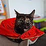 cat, tortoiseshell_cat, green_eyes, red_cape, cape, blanket, indoor, pet, feline, portrait, cozy, animal, fur, cute, resting, closeup, domestic_cat, soft_texture, focused, sitting