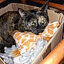 animal, cardboard_box, cat, closeup, comfort, cozy, domestic_animal, feline, fluffy_material, fur, green_eyes, indoor, pet, plush_toy, relaxed, resting, sleepy, soft_texture, tortoiseshell_cat, wooden_chair