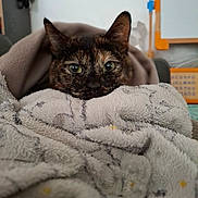 Sana participe au concours pour gagner de l'argent avec cette photo : animal, blanket, cat, close_up, comfort, cozy, cute, feline, fur, green_eyes, home, indoor, pet, portrait, relaxing, resting, snug, soft_texture, tortoiseshell, warm