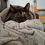 animal, blanket, cat, close_up, comfort, cozy, cute, feline, fur, green_eyes, home, indoor, pet, portrait, relaxing, resting, snug, soft_texture, tortoiseshell, warm