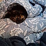cat, tortoiseshell, blanket, comforter, bedding, cozy, sleepy, indoor, patterned, blue, white, soft, fur, resting, pet, animal, warm, cute, snuggled, relaxed