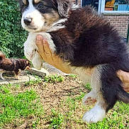 Xao participe au concours pour gagner de l'argent avec cette photo : puppy, dog, black_and_white, outdoor, grass, hand, brick_house, window, greenery, sunlight, pet, animal, cute, young, fur, small, nature, playing, holding, backyard