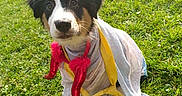 Xao participe au concours pour gagner de l'argent avec cette photo : dog, puppy, costume, halloween, outdoor, grass, sunlight, black_white_brown_fur, pet, cute, red_horns, pumpkin_glasses, playful, animal, summer, nature, festive, sitting, adorable, funny