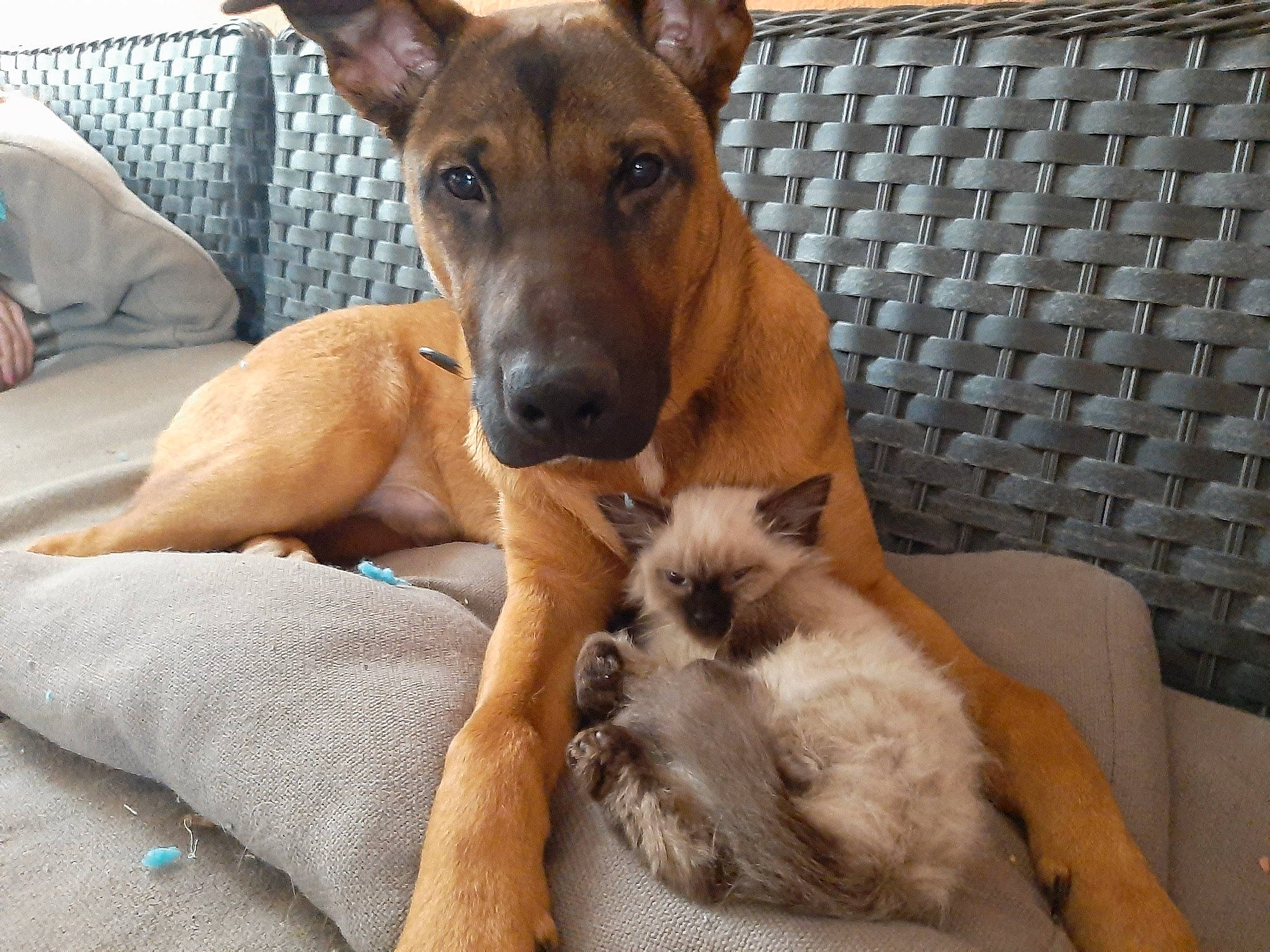 Rocco participe au concours pour gagner de l'argent avec cette photo : black_mouth_cur, canidae, carnivore, dog, dog_breed, fawn, mammal, potcake_dog, snout, street_dog, vertebrate, whiskers