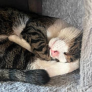 Elio participe au concours pour gagner de l'argent avec cette photo : animal, cat, comfort, cozy, curled_up, cute, fur, furry, gray, indoor, nap, pet, pink_nose, relaxation, resting, sleeping, soft_bed, tabby, whiskers, white_paws