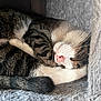 Elio participe au concours pour gagner de l'argent avec cette photo : animal, cat, comfort, cozy, curled_up, cute, fur, furry, gray, indoor, nap, pet, pink_nose, relaxation, resting, sleeping, soft_bed, tabby, whiskers, white_paws