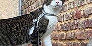 Elio participe au concours pour gagner de l'argent avec cette photo : alert, animal, brick_wall, cat, closeup, curious, feline, green_eyes, harness, leash, moss, nature, outdoor, pet, profile, side_view, standing, stone_ledge, tabby_cat, whiskers