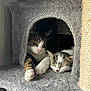 Elio a rejoint le concours — aidez-le/la à gagner de superbes lots ! animal, cat, cat_condo, cozy, cute, feline, fur, gray, indoor, kitten, nap, paw, peaceful, pet, pink_nose, resting, sleeping, soft, tabby, white