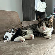 Elio participe au concours pour gagner de l'argent avec cette photo : animal, blanket, cat, closeup, couch, domestic_animal, furniture, home, indoor, kitten, living_room, paw, pet, relaxed, resting, shelf, sofa, tabby_cat, tail, white_fur