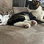 Dorlys participe au concours pour gagner de l'argent avec cette photo : animal, brown, cat, comfort, couch, cute, domestic, feline, fur, household, indoor, kitten, paw, pet, relaxing, resting, striped, tabby, whiskers, white