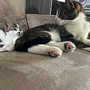 Dorlys participe au concours pour gagner de l'argent avec cette photo : animal, brown, cat, comfort, couch, cute, domestic, feline, fur, household, indoor, kitten, paw, pet, relaxing, resting, striped, tabby, whiskers, white