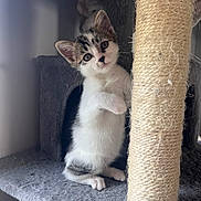 Dorlys participe au concours pour gagner de l'argent avec cette photo : kitten, cat, cat_tree, scratching_post, indoor, pet, animal, feline, curious, young, white, gray, black, fur, whiskers, ears, paws, looking, cute, small