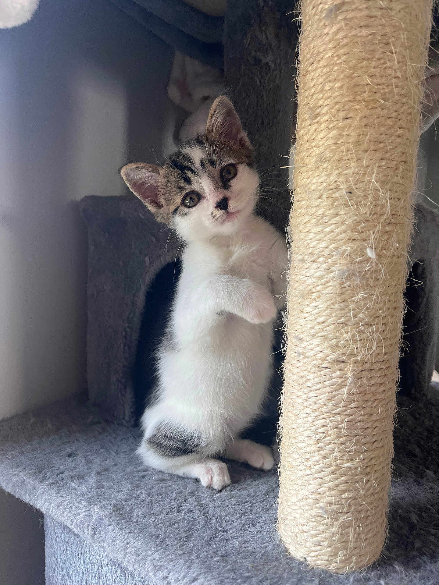Dorlys participe au concours pour gagner de l'argent avec cette photo : kitten, cat, cat_tree, scratching_post, indoor, pet, animal, feline, curious, young, white, gray, black, fur, whiskers, ears, paws, looking, cute, small