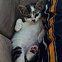 animal, cat, comfort, couch, curious, cute, fabric, feline, fur, indoor, kitten, paw, pet, relaxed, resting, small, soft, striped, whiskers, young