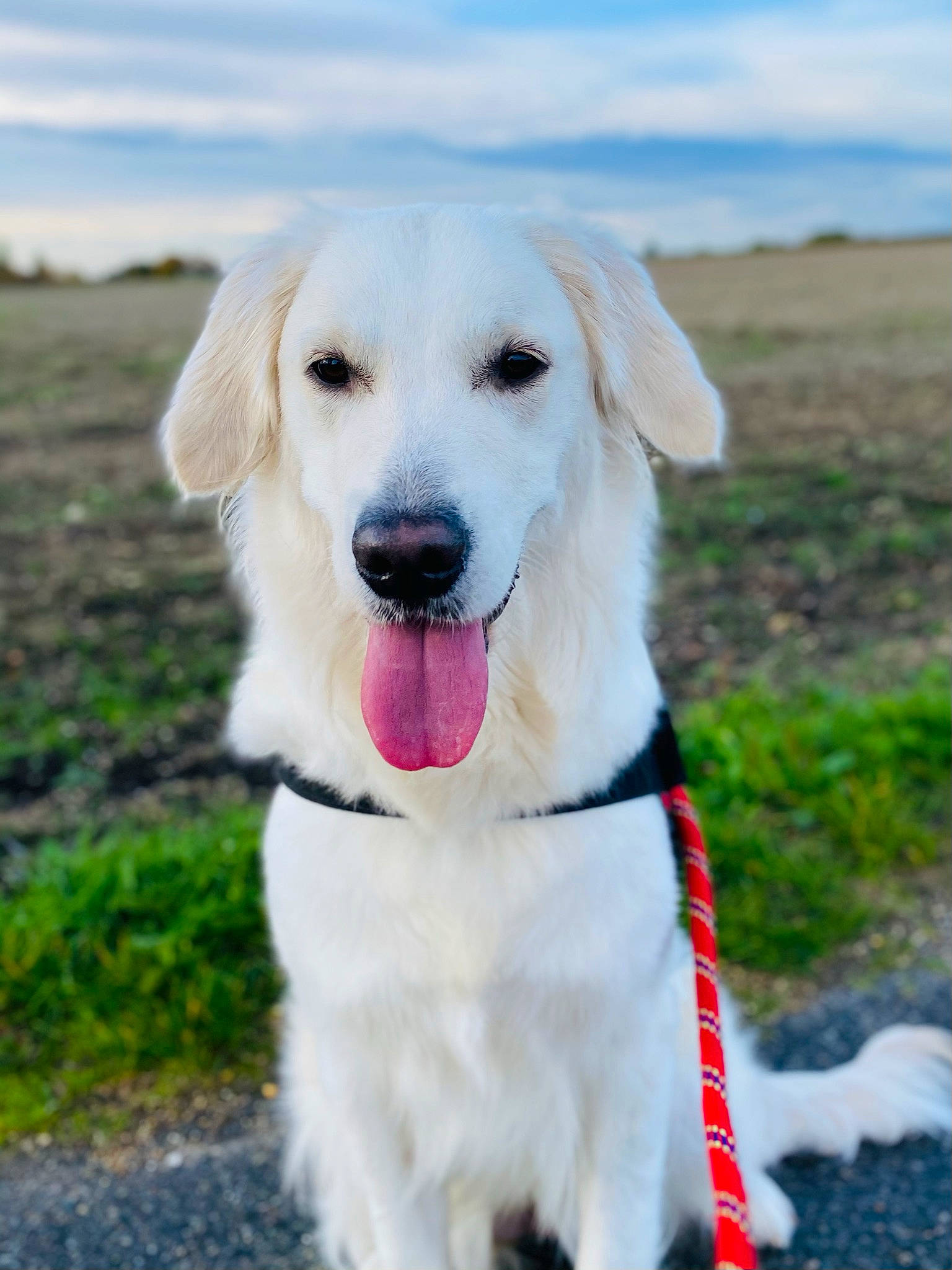 Pearly a rejoint le concours — aidez-le/la à gagner de superbes lots ! carnivore, cloud, collar, companion_dog, dog, dog_breed, dog_collar, fawn, fur, grass, happy, labrador_retriever, landscape, leash, pet_supply, plant, sky, sporting_group, whiskers, working_animal