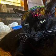 Thunder joined the competition — help win amazing prizes! black_cat, cat, whiskers, indoor, wooden_surface, colorful_powder, yellow_eyes, mystical, closeup, pet, animal, feline, relaxed, fur, face, ear, table, domestic_cat, portrait, whiskers_visible