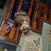 Jaxson joined the competition — help win amazing prizes! animal, butterfly, cat, collar, curious, decorative_plaque, feline, framed_art, home_decor, indoor, pet, plant, portrait, quote, relaxed, stairs, tabby_cat, upside_down, whiskers, wooden_railings