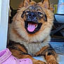 animal, canine, closeup, dog, doorway, floor, fluffy, fur, happy, household, indoor, mouth_open, nail, paw, pet, pink_croc, relaxed, shoe, smiling, tongue_out