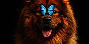 Tsaïko participe au concours pour gagner de l'argent avec cette photo : adorable, animal, brown_fur, butterfly, calm, close_up, cute, dog, fluffy, friendship, furry, indoor, mammal, nature, pet, portrait, serene, still_life, tongue_out, wildlife