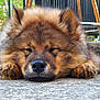 animal, background, close_up, concrete, cute, dog, ears, face, fluffy, fur, garden, lying_down, metal, nose, outdoor, paws, peaceful, pet, resting, sleepy