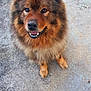 Tsaïko participe au concours pour gagner de l'argent avec cette photo : animal, brown, companion, concrete, cute, dog, ears, eyes, fluffy, fur, happy, looking_up, mouth, nose, outdoor, pet, playful, sitting, teeth, toy