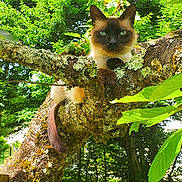 Nounou a rejoint le concours — aidez-le/la à gagner de superbes lots ! alert, animal, branch, cat, closeup, daylight, feline, forest, grass, green_leaves, majestic, moss, nature, outdoor, pet, relaxing, siamese_cat, sunlight, tree, wildlife