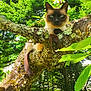alert, animal, branch, cat, closeup, daylight, feline, forest, grass, green_leaves, majestic, moss, nature, outdoor, pet, relaxing, siamese_cat, sunlight, tree, wildlife