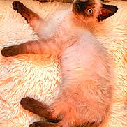 Mew participe au concours pour gagner de l'argent avec cette photo : kitten, cat, siamese, pet, animal, fur, fluffy, cute, resting, blanket, cozy, indoor, soft, relaxed, young, whiskers, ears, tail, lying, curious