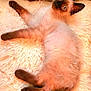 kitten, cat, siamese, pet, animal, fur, fluffy, cute, resting, blanket, cozy, indoor, soft, relaxed, young, whiskers, ears, tail, lying, curious