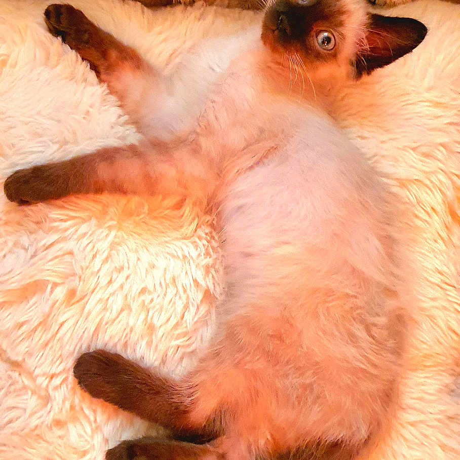 Mew participe au concours pour gagner de l'argent avec cette photo : animal, blanket, cat, cozy, curious, cute, ears, fluffy, fur, indoor, kitten, lying, pet, relaxed, resting, siamese, soft, tail, whiskers, young