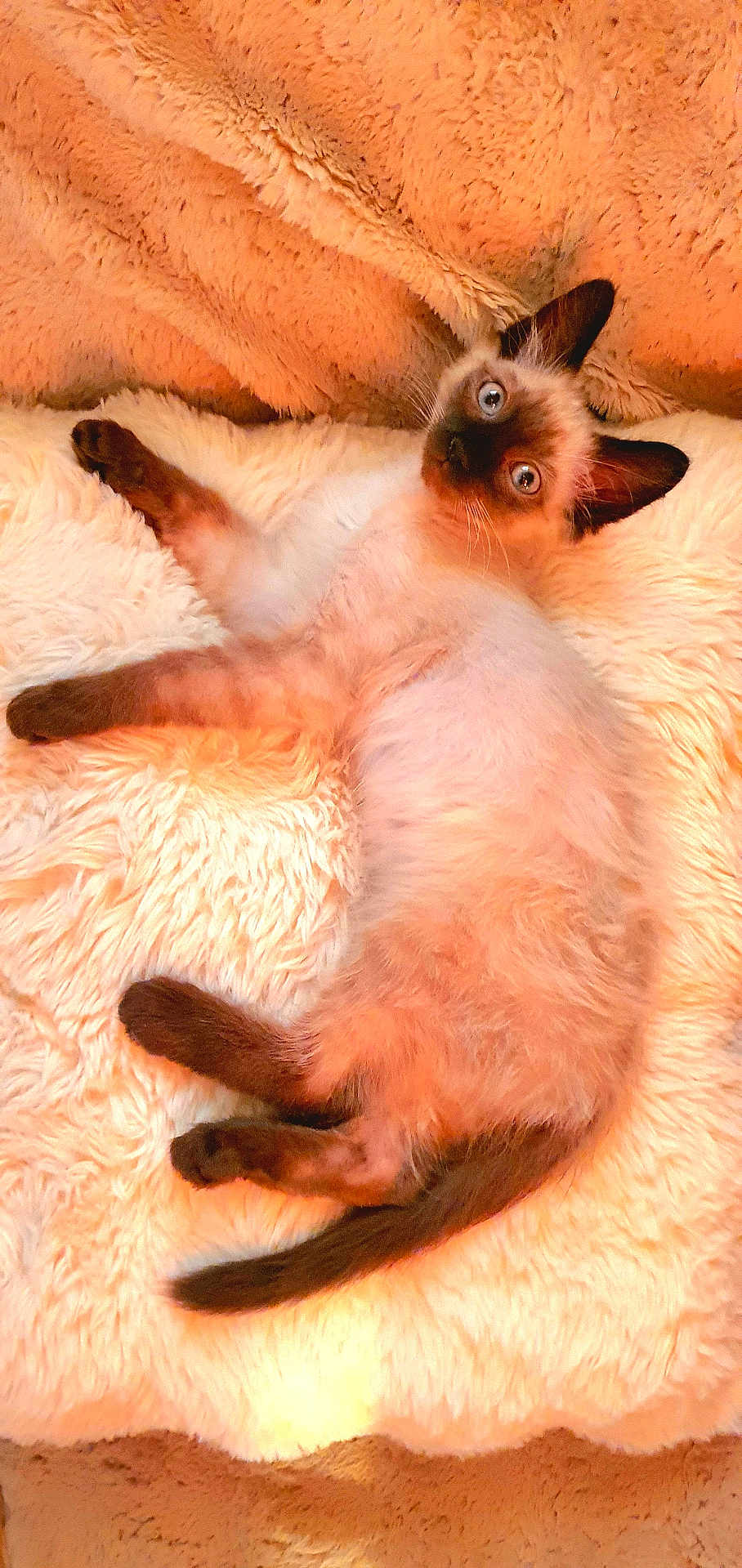 Mew participe au concours pour gagner de l'argent avec cette photo : kitten, cat, siamese, pet, animal, fur, fluffy, cute, resting, blanket, cozy, indoor, soft, relaxed, young, whiskers, ears, tail, lying, curious