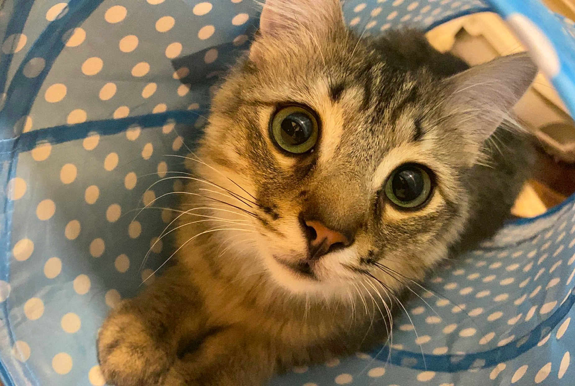 Pompom is registered to the contest to win money with this photo: cat, tabby_cat, close_up, curious, eyes, whiskers, indoor, pet, animal, feline, playful, blue, fabric, polka_dots, tunnel, cute, fur, portrait, looking, kitten