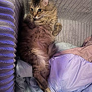 Pompom is registered to the contest to win money with this photo: cat, tabby_cat, fluffy_fur, pet, lounging, couch, blanket, cozy, indoor, relaxed, fur, animal, cute, comfortable, soft_lighting, home, feline, resting, curious_eyes, texture