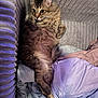 cat, tabby_cat, fluffy_fur, pet, lounging, couch, blanket, cozy, indoor, relaxed, fur, animal, cute, comfortable, soft_lighting, home, feline, resting, curious_eyes, texture