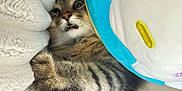 Pompom is registered to the contest to win money with this photo: cat, tabby, fur, paw, blanket, plush_toy, indoor, cozy, cute, animal, pet, wide_eyes, feline, soft, comfort, resting, expression, closeup, whiskers, nap