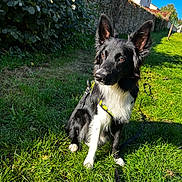 Volt a rejoint le concours — aidez-le/la à gagner de superbes lots ! attentive, black_and_white, border_collie, brown_eyes, dog, ears, grass, harness, hedge, house, lawn, leash, outdoor, paws, pet, portrait, shadow, sitting, stone_wall, sunlight