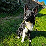 attentive, black_and_white, border_collie, brown_eyes, dog, ears, grass, harness, hedge, house, lawn, leash, outdoor, paws, pet, portrait, shadow, sitting, stone_wall, sunlight