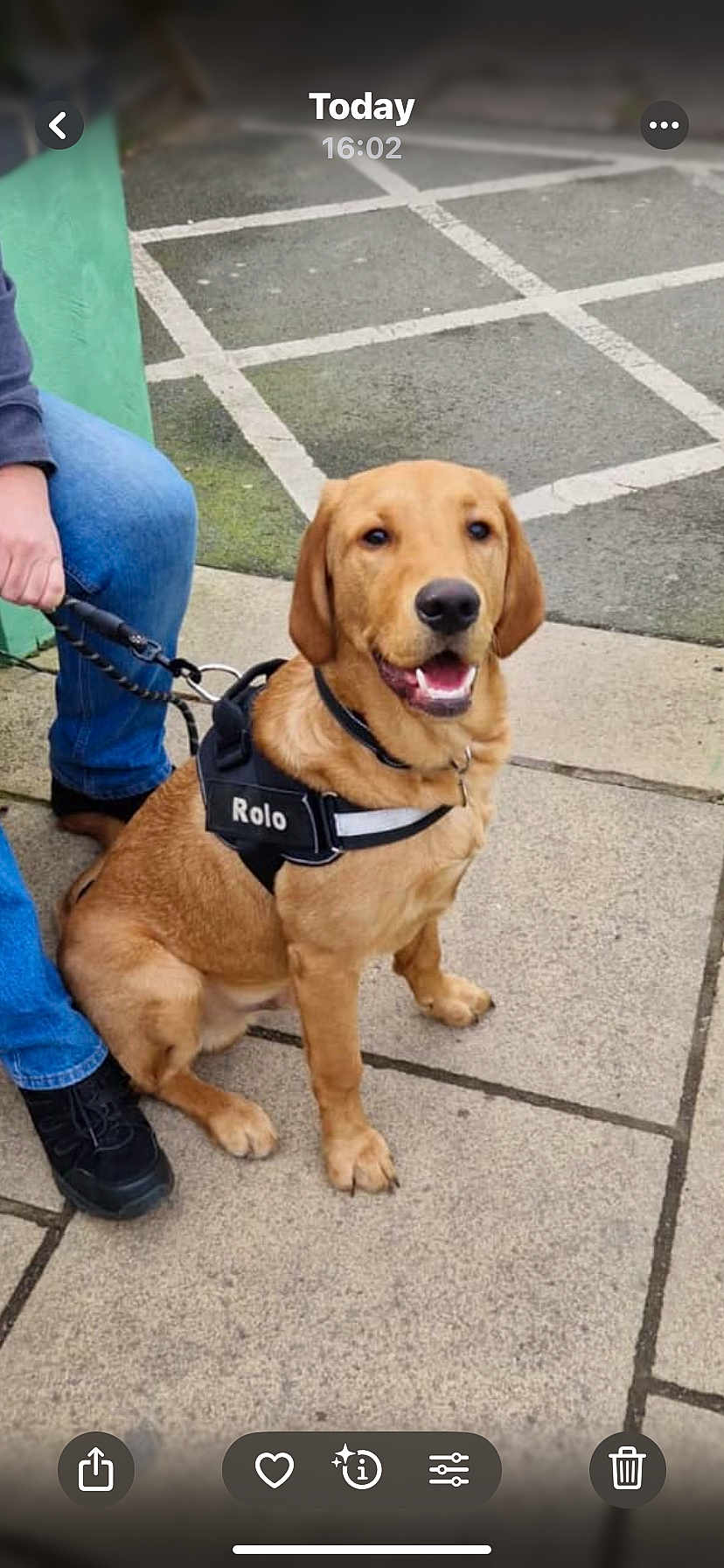 Rolo