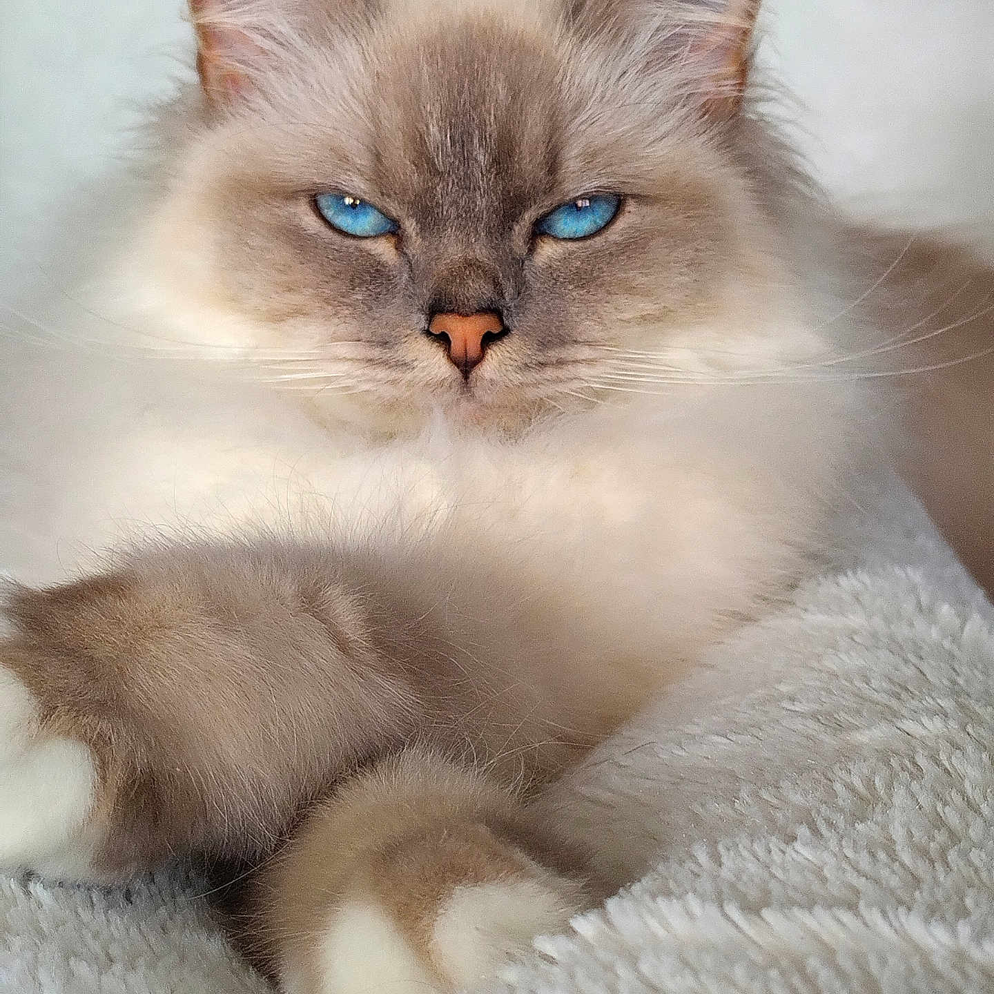 Rubis participe au concours pour gagner de l'argent avec cette photo : animal, blue_eyes, cat, close_up, cozy, cute, domestic_animal, feline, fluffy, fur, indoor, mammal, paws, pet, portrait, relaxed, resting, soft_texture, whiskers, white_blanket