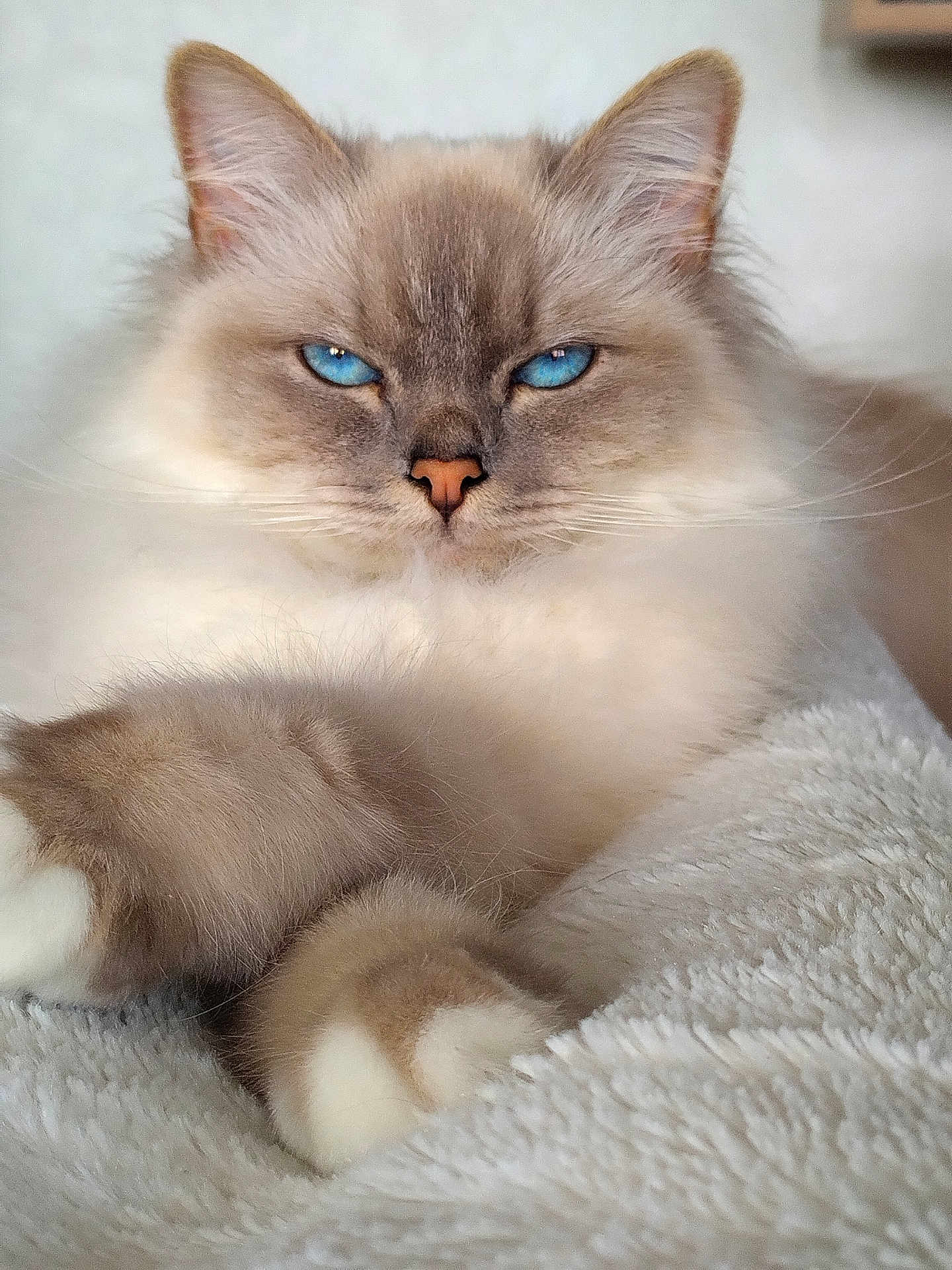 Rubis participe au concours pour gagner de l'argent avec cette photo : cat, blue_eyes, fluffy, fur, paws, white_blanket, relaxed, indoor, close_up, portrait, animal, pet, feline, soft_texture, cute, whiskers, resting, cozy, mammal, domestic_animal