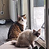 cat, indoor, glass_door, floor, mat, window, pets, feline, fluffy, domestic_animal, home, relaxing, natural_light, curious, resting, two_animals, brown_cat, white_cat, wooden_floor, quiet
