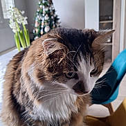 Nounouche a rejoint le concours — aidez-le/la à gagner de superbes lots ! cat, fluffy, brown, white, tabby, indoor, chair, christmas_tree, holiday, decorations, flowers, window, furniture, pet, whiskers, closeup, cute, animal, house, cozy