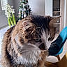 cat, fluffy, brown, white, tabby, indoor, chair, christmas_tree, holiday, decorations, flowers, window, furniture, pet, whiskers, closeup, cute, animal, house, cozy