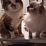 cat, feline, pet, animal, fluffy, table, indoor, fur, whiskers, domestic, cute, two_cats, brown_and_white, long_hair, curious, companions, blurred, close_up, household, friendship