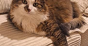 Nounouche participe au concours pour gagner de l'argent avec cette photo : cat, fluffy, relaxed, couch, indoor, pet, feline, cozy, fur, paw, lounging, domestic_animal, home, comfort, resting, whiskers, tabby, cute, soft_lighting, texture