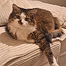 cat, fluffy, relaxed, couch, indoor, pet, feline, cozy, fur, paw, lounging, domestic_animal, home, comfort, resting, whiskers, tabby, cute, soft_lighting, texture